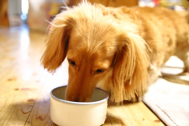 ドッグフードを食べる犬