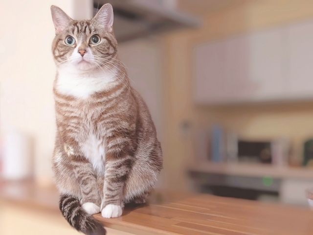 キッチンテーブルの上でお座りする猫