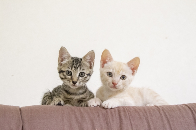 こちらを見つめる2匹の子猫