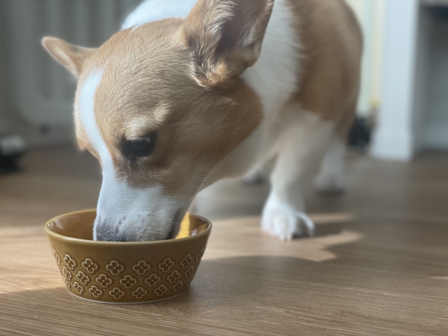 ドッグフードを食べる犬