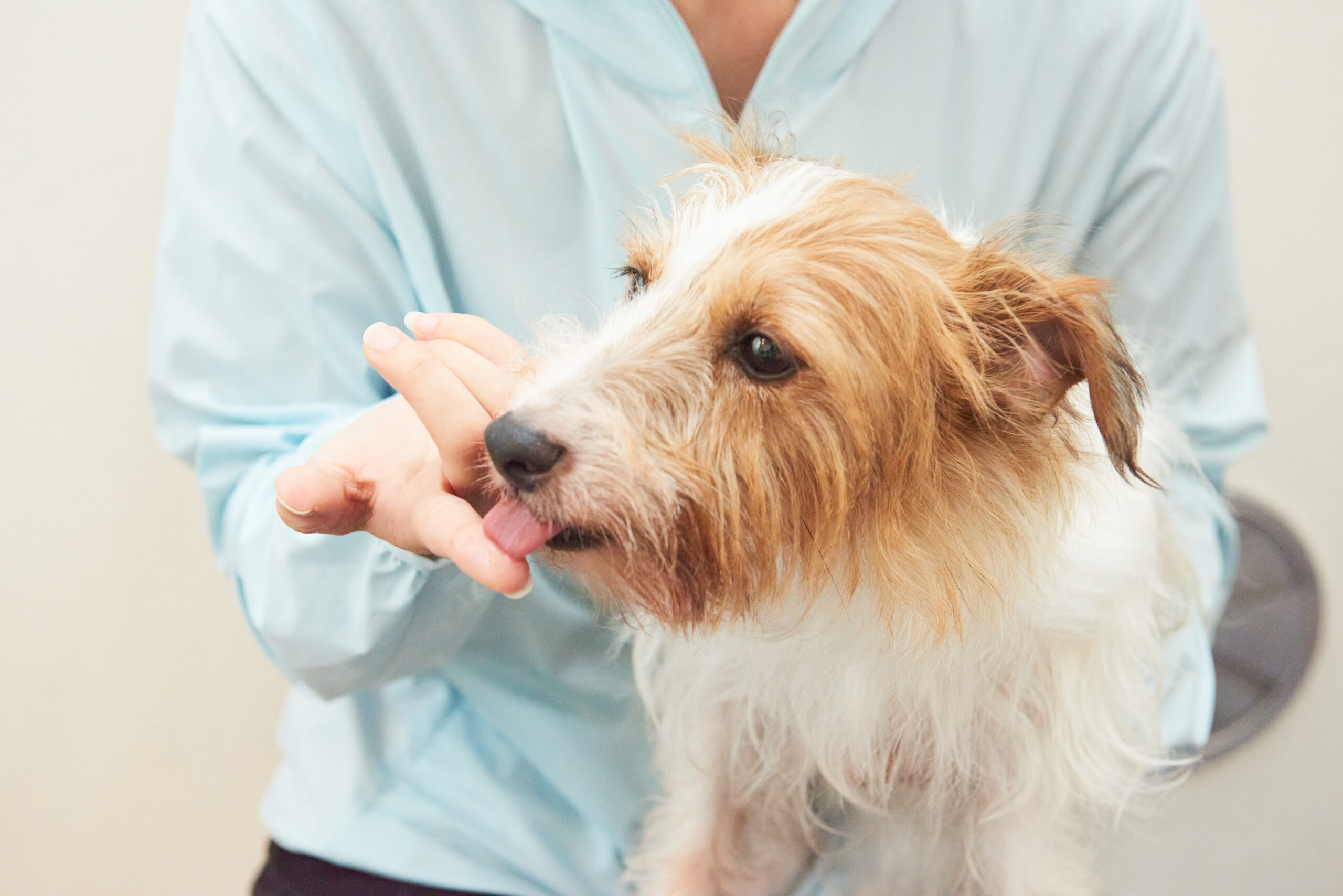 飼い主の手を舐める犬